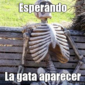 Esperando La gata aparecer