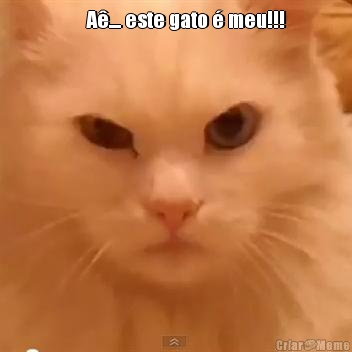      A�.... este gato � meu!!! 