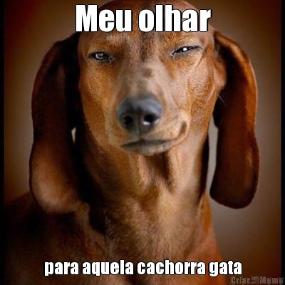 Meu olhar para aquela cachorra gata