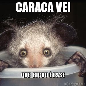 CARACA VEI QUE  BICHO � ESSE