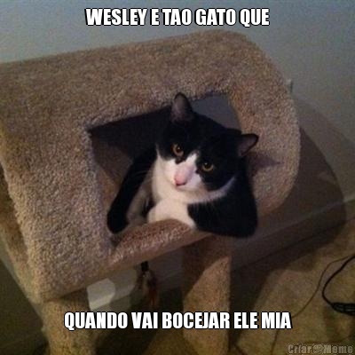 WESLEY E TAO GATO QUE QUANDO VAI BOCEJAR ELE MIA