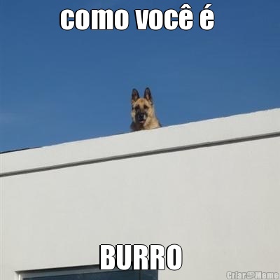 como voc� �  BURRO