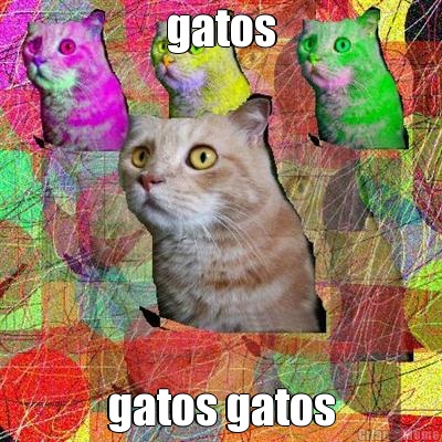 gatos gatos gatos