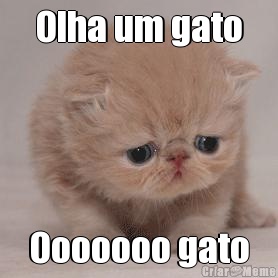 Olha um gato Ooooooo gato