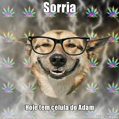 Sorria Hoje tem c�lula do Adam
