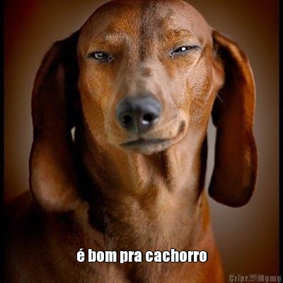  � bom pra cachorro