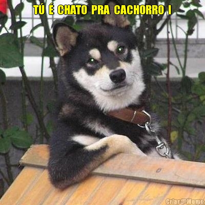 T�  �  CHATO  PRA  CACHORRO  ! 