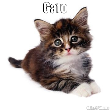 Gato 