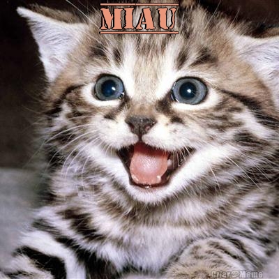 MIAU 