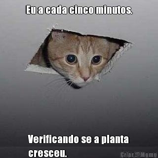 Eu a cada cinco minutos. Verificando se a planta
cresceu.