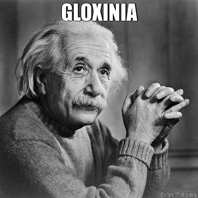 GLOXINIA
 