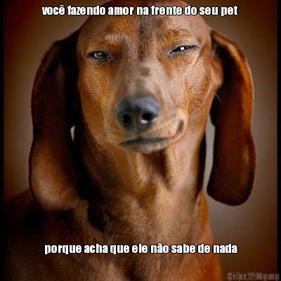 voc� fazendo amor na frente do seu pet porque acha que ele n�o sabe de nada