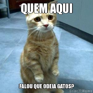 QUEM AQUI FALOU QUE ODEIA GATOS?