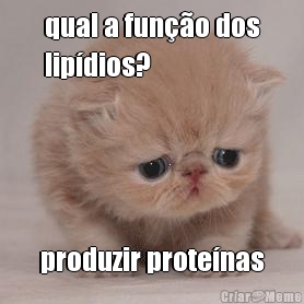 qual a fun��o dos
lip�dios? produzir prote�nas